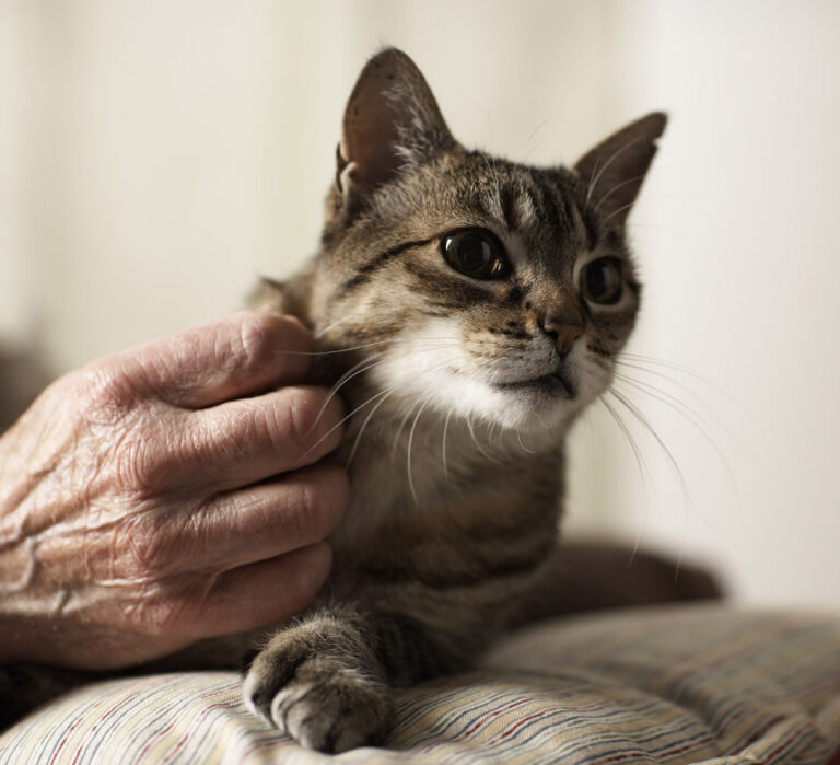 How Home Care Services Help People Stay with Animal Companions