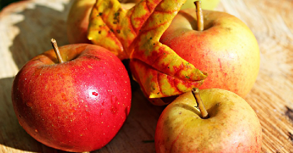 5 Ways to Improve Memory and Cognitive Function During the Autumn Seas