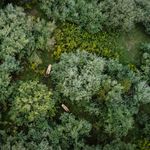 Aerial view of elks roaming through a lush forest in Karthaus, PA, showcasing wildlife in natural habitat.